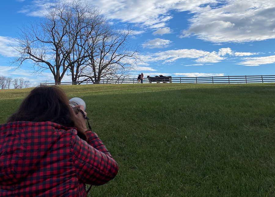 a person taking a picture of a a field of cows lisa perrin dubravec dairy cows