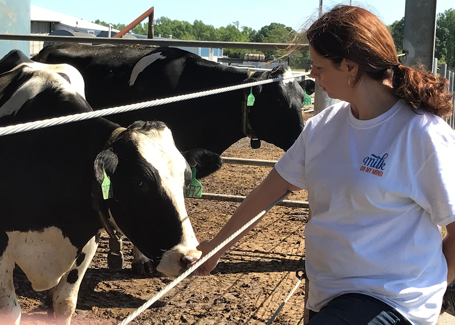 a woman petting a dairy cow holstein lisa perrin dubravec