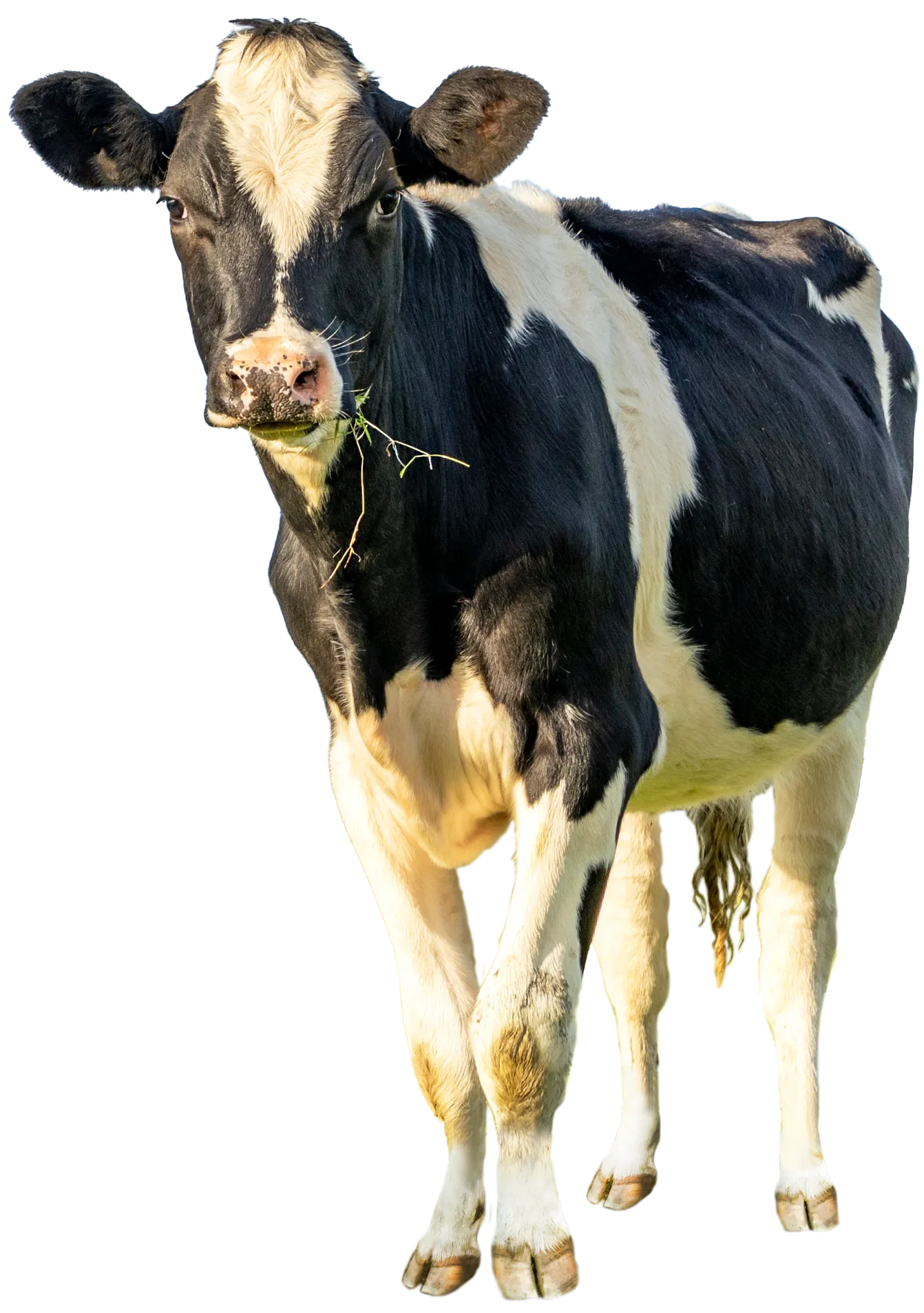 holstein dairy heifer cow front image