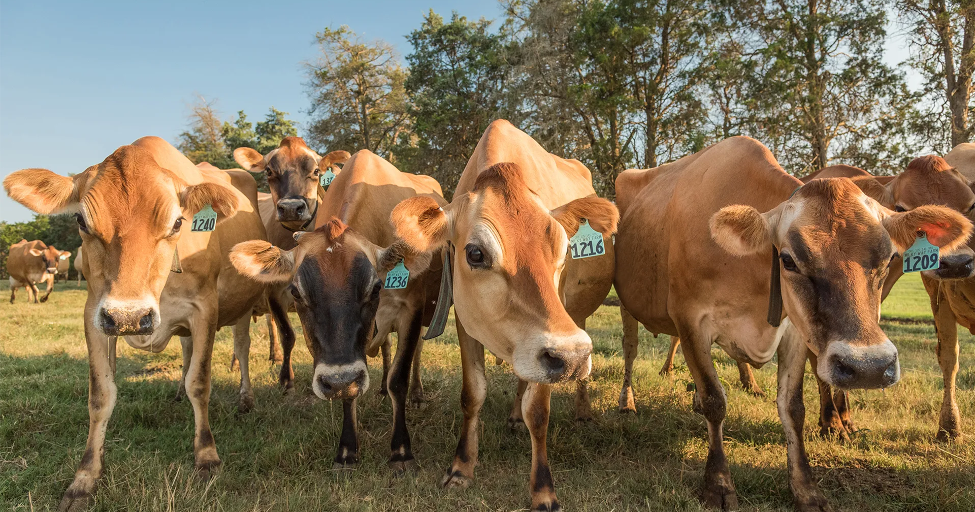 A line of five Jersey cows curiously looking at the camera