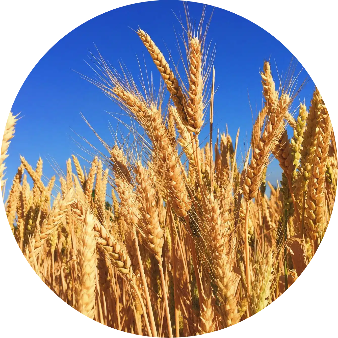 circle image of wheat stalks in a field with a blue sky
